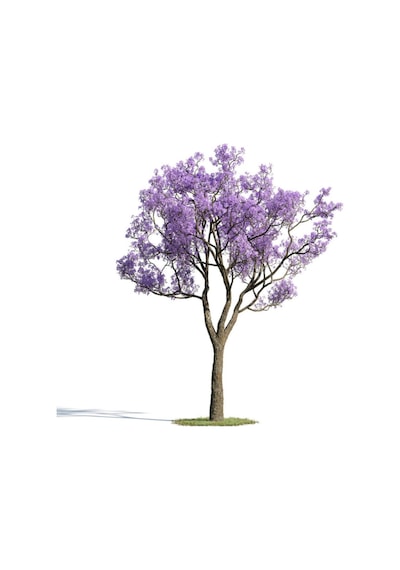 Nadir Jakaranda Ağacı Tohumu 50 Adet Tohum Jacaranda Mimosifolia
