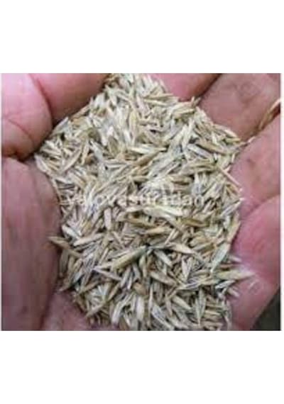 Çim Tohumu Ithal 3lü Karışım Özel Çim Tohumu 1kg