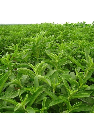 Stevia Tohumu Şeker Otu Tohumu 50 Adet Tohum