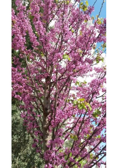 Pembe Çiçekli Erguvan Fidanı Cercis Siliquastrum - 1-2 Yaşında,