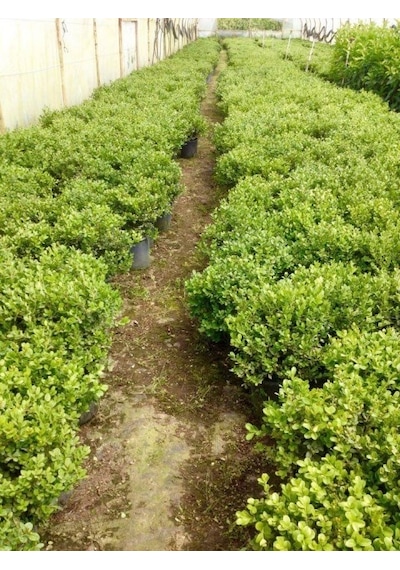 Şimşir Çit Bitkisi Buxus Sempervirens Rotundifolia