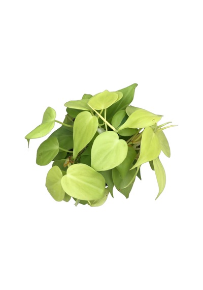 Philodendron Micans lime 2841