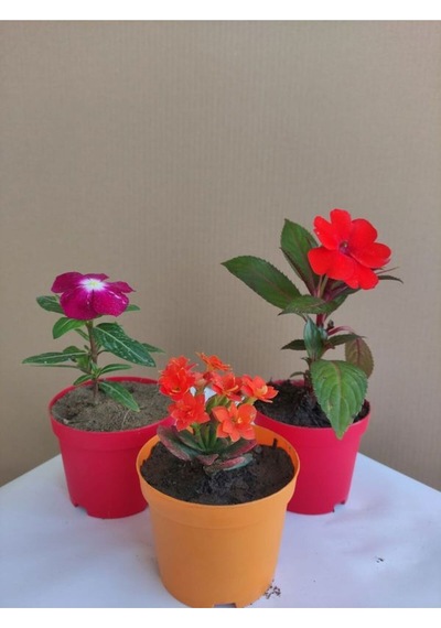 3'lü Mini Set 1 Adet Mor Rozet+1 Adet Turuncu Kalanşo+1 Adet Kırmızı Cam Güzeli