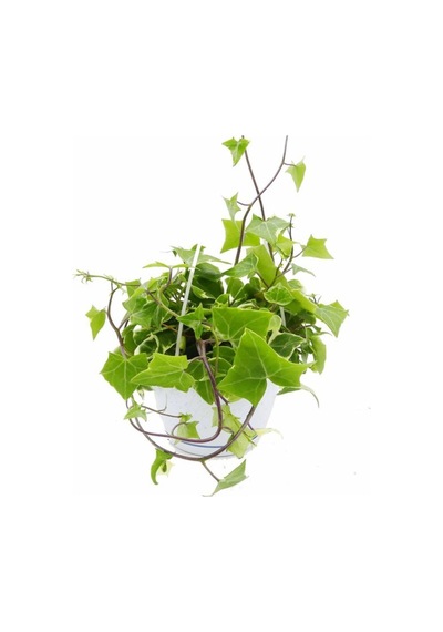 Hedera Helix Sarmaşığı Makrome Saksıda 1 Adet Saksılı 30-40cm