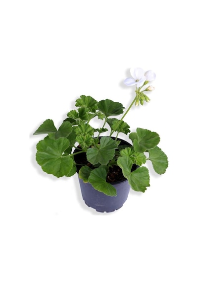 Sardunya Çiçeği Fidanı - Pelargonium - Beyaz Renk 10-20 Cm