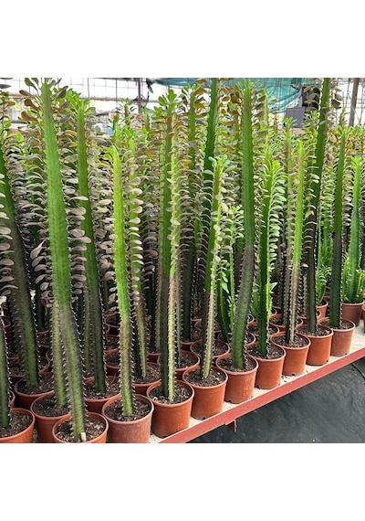 50 Cm Ve Üzeri Boyda Sınırlı Sayıda 10.5lik Saksıda, Euphorbia Trigona Red - Afrika Süt Ağacı Kaktüsü