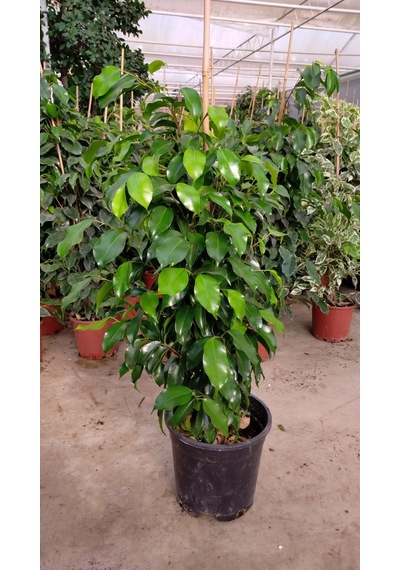 Ficus Benjamin  Daniella 90 - 100 CM