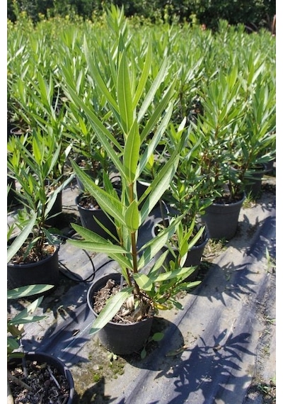 Zakkum - Nerium Oleander 3 Adet
