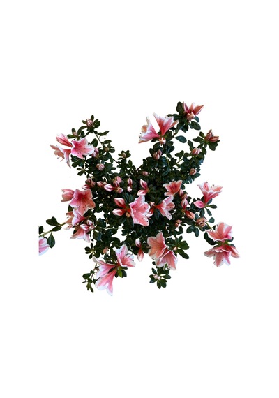 Rhododendron Indicum 'pink White' Açelya Çiçeği