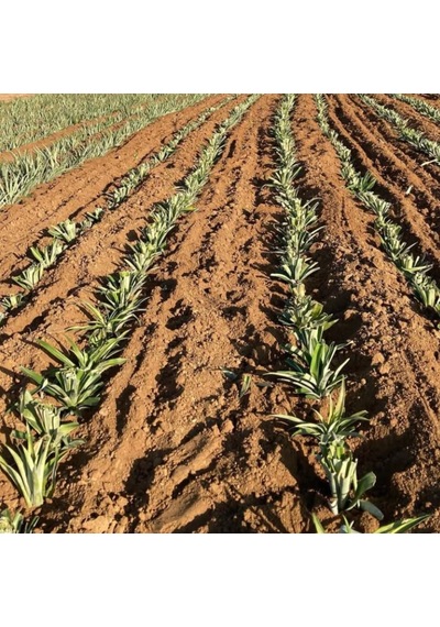 2 Li Ananas Fidanı Seti - Evde Saksıda Meyve Veren Tropikal Ananas Fidesi 30-50 Cm