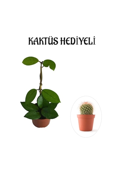 Sevgililer Gününe Özel Beyaz Renk Hoya-mum Çiçeği Kaktüs Hediyeli