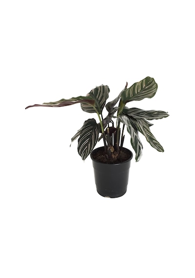 Calathea Ornata 'Sanderiana' (Dua Çiçeği) Ø12 CM Y30-35 CM