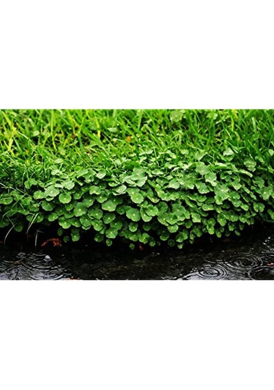 Canlipetshop Dichondra Repens 1 Saksı 30-40 Kök