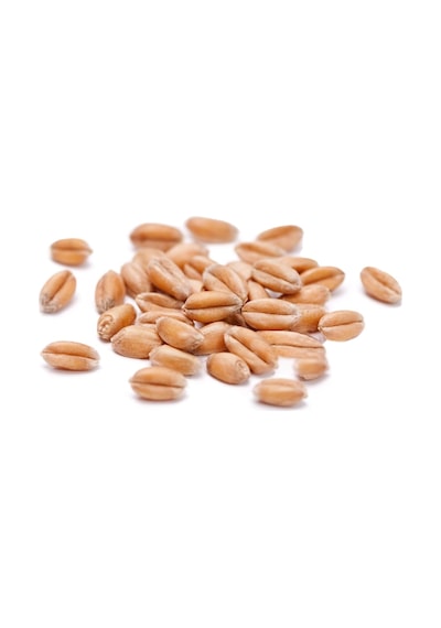 3 Kg Premium Güvercin Yemi Sorgum Aspir Kara Buğday