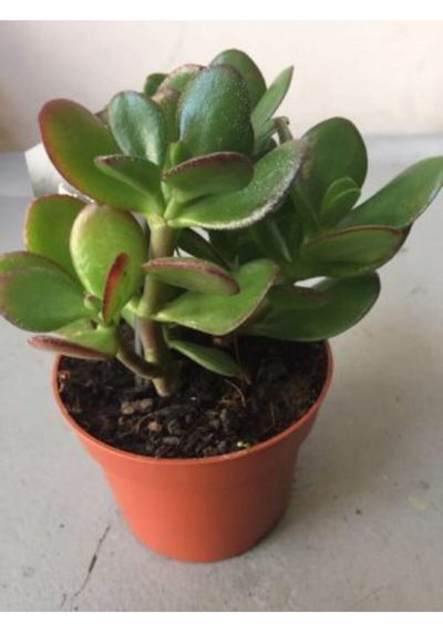 Crassula Şans Para Çiçeği Zenginlik Çiçeği 25-30cm