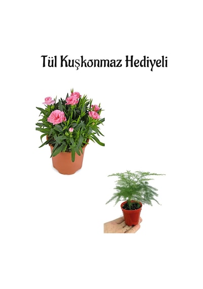 Mis Kokulu Hediyelik Şeker Pembe Karanfil Çiçeği Tül Kuşkonmaz Hediyeli