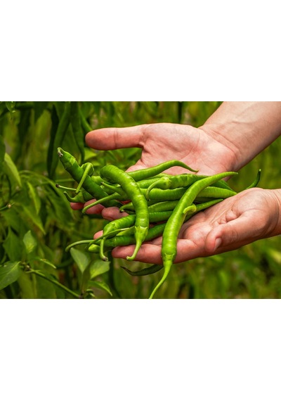 Acı Çıtır Biber 250 Gr