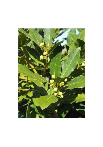 Defne Ağacı Fidanı Bahçeniz Için Aromatik Bitki 10-20 Cm