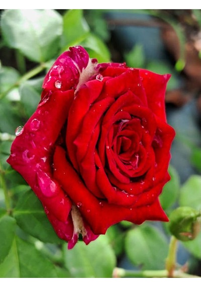 Kırmızı Bulgar Gülü Çiçeği 1 Adet Saksılı 40-60cm Bahçe Bitkisi Bulgar Red Rose