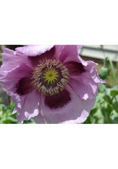 5 Adet Giant Purple Poppy Tohumu