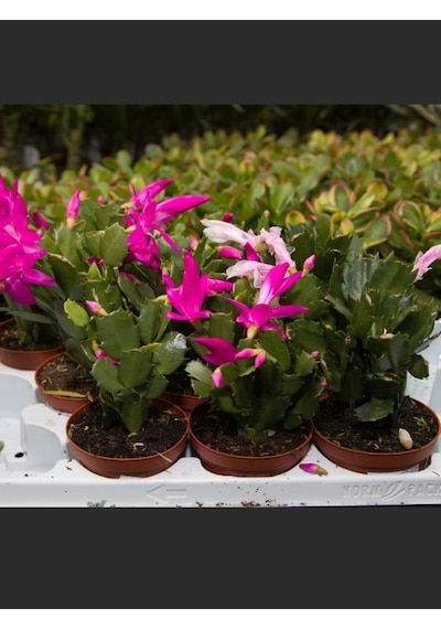 Yılbaşı Çiçeği Pembe Renk 1 Adet 10-20cm Saksılı İç Mekan Salon Çiçeği