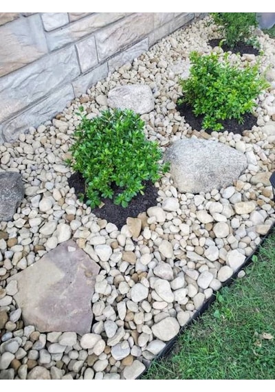 Videolu Dekoratif Şimşir Fidanı 30 40 Cm 3 Adet Saksılı Dış Mekan Bitkisi Buxus Sempervirens