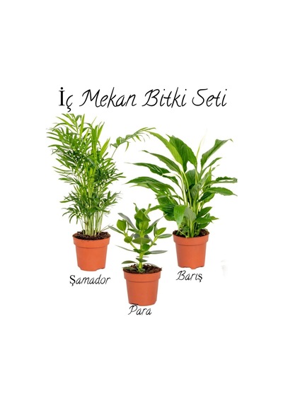 Şamador Areka -barış Çiçeği 30-40cm-para Çiçeği 15-30cm Ofis Çiçek Seti