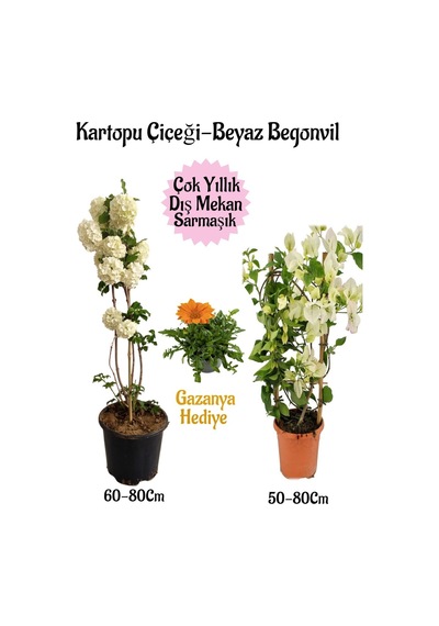 Kartopu Çiçeği 1 Adet +beyaz Begonvil 1 Adet+turuncu Gazanya Hediye Saksılı Bahçe Seti