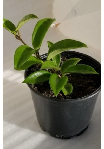 Mum Çiçeği Kırmızı 15-20 Cm 1.kalite Özel Ürün