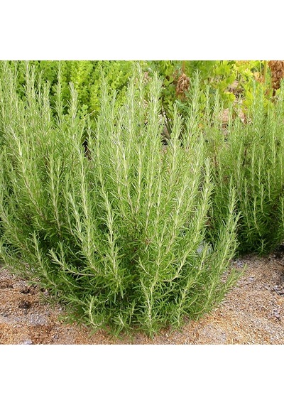 Biberiye Rosmarinus Officinalis 20 Adet