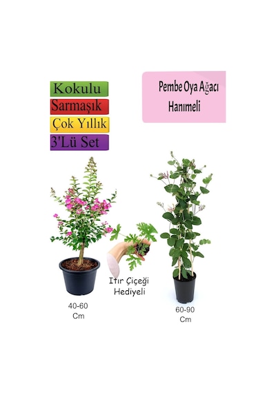 Pembe Oya Ağacı+ Hanıme Çiçeği+ Itır Çiçeği