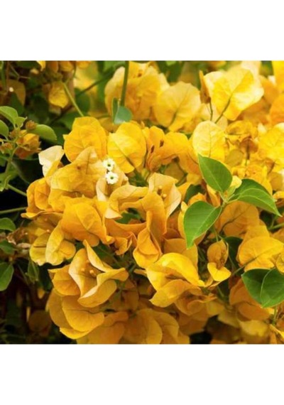 Serada Decor Plant Sarı Begonvil Çiçeği Fidanı 50 Cm Dış Mekan Sarmaşık