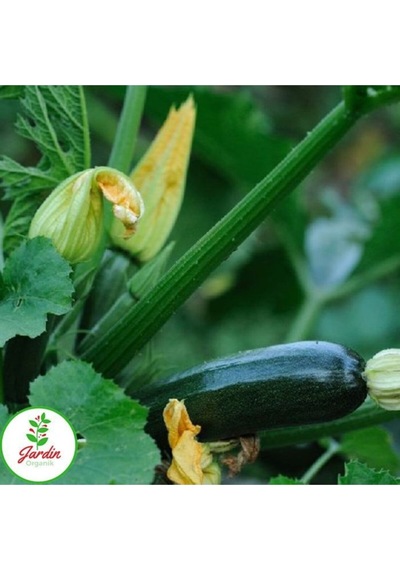 Dolmalık Yemeklik Siyah Kabak Tohumu 15 Adet Doğal Bahçe Ve Teras Için Uygun