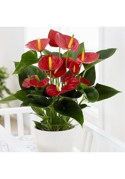 Anthoryum - Flamingo Çiçeği Anthurium 2 Adet