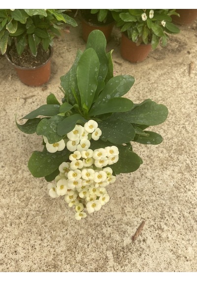 Videolu Milli Dikenler Tacı Beyaz Çiçekli 15 45 Cm Saksılı Kaktüs Euphorbia