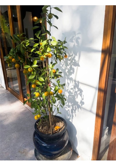 Videolu Bol Sulu Limon Fidanı 80 100 Cm 1 Adet Tüplü Interdonato Lemon