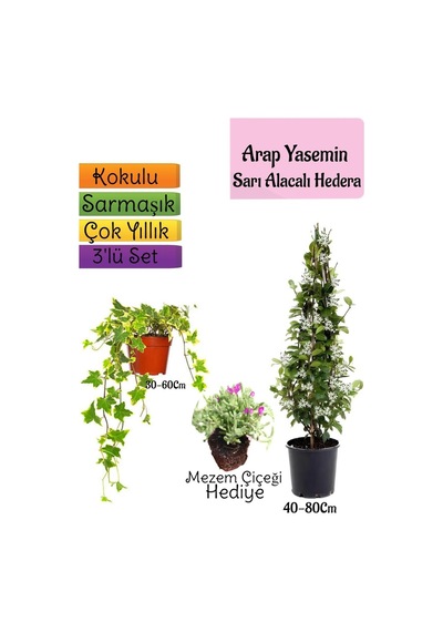 Mis Kokulu Arap Yasemini+alacalı Hedera Hex Sarmaşığı+mezem Çiçeği 3'lü Set