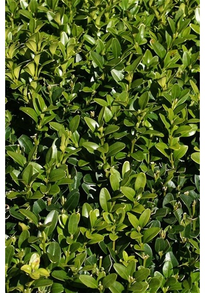 Şimşir Çit Bitkisi 20-40 cm