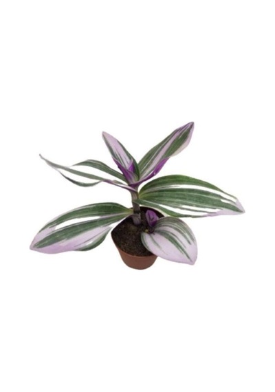 Nanouk Telgraf Çiçeği 10-20 Cm Tradescantia Nanouk