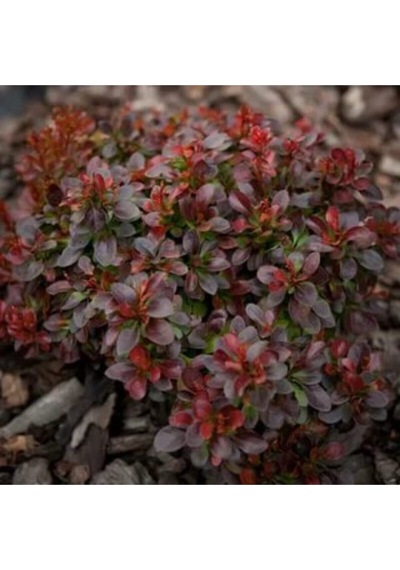 Videolu Bodur Berberis Çiçeği Fidanı 30-50 Cm Saksılı Çiçekli Bodur Bitkiler Berberis