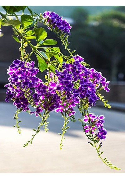 Duranta Çalısı Ağaç Menekşesi 70 90 Cm 1 Adet Dış Mekan Bitkisi Duranta Erecta