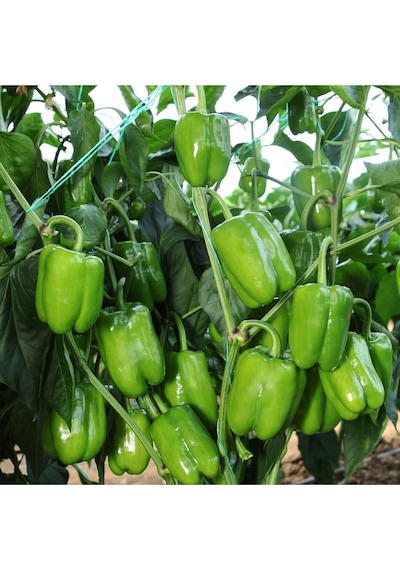 Kandil Dolma Biber Tohumu 6 Paket