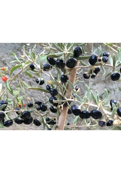 4 Adet Siyah Renkli Goji Berry Fidanı
