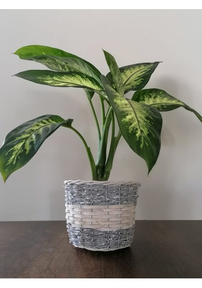 Serada Decor Plant Difenbahya Tropik Salon Bitkisi Tropic Snow 50 - 70 Cm