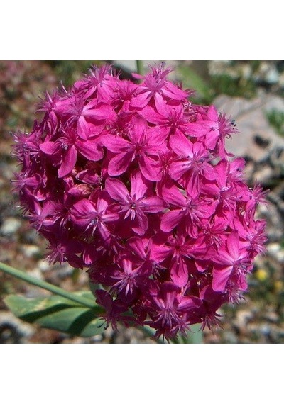 Koyu Pembe Silene Çiçeği Nakil Çiçeği Tohumu 1000 Tohum
