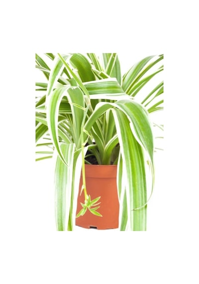 Sarkan Kurdele Çiçeği Chlorophytum Comosum 10-20 Cm