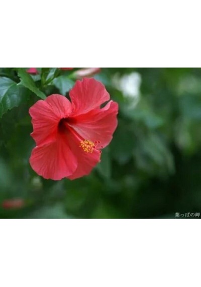 Kırmızı Japon Gülü Çiçeği Fidanı 40-60cm Saksılı Çiçekli Bodur Bitkiler Japanese Rose