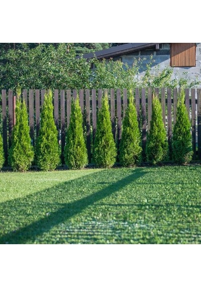 Yeşil Mazı Çit Bitkisi 3 Adet 80-100 Cm 4-5 Yaş Thuja Orientalis