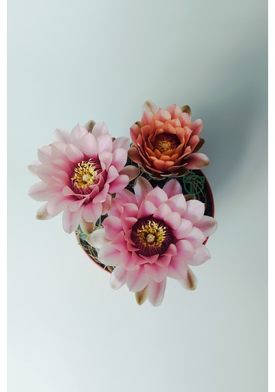 Gymnocalycium Baldianum - Çiçek Açan Nadir Kaktüs - Kolay Bakım -
