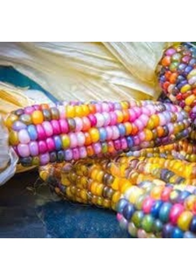 100 Adet Tohum Organik Gökkuşağı Mısır Tohumu Hint Mısırı Tohumu